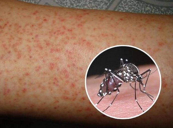 WHO: Komarci koji šire denga groznicu uskoro će doći i u južnu Evropu